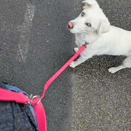 Waterproof multi-position leash Neon pink