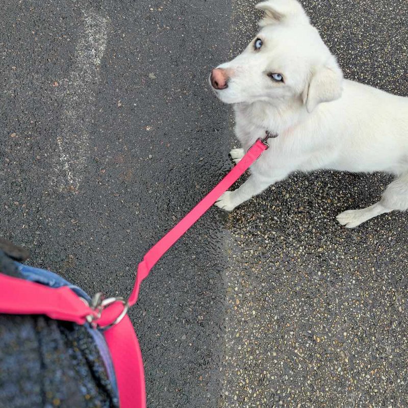 Waterproof multi-position leash Neon pink