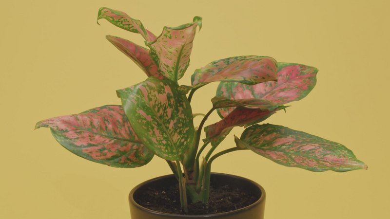 FYTA 3x Beam G1 (longitud de barra seleccionable)