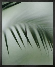 Palm Etch 8 Gerahmte bedruckte Leinwand - Mini