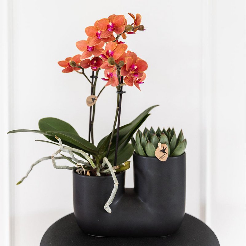 Kolibri-Orchideen | Set aus oranger Orchidee Bolzano und Sukkulente im Röhren-Ziertopf schwarz - Topfgröße Ø9cm | blühende Zimmerpflanze – frisch vom Züchter