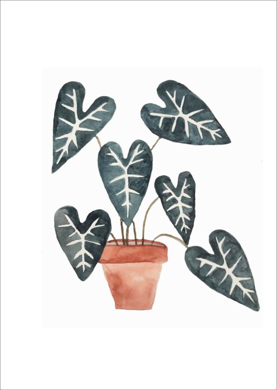 Postcard - Black plant