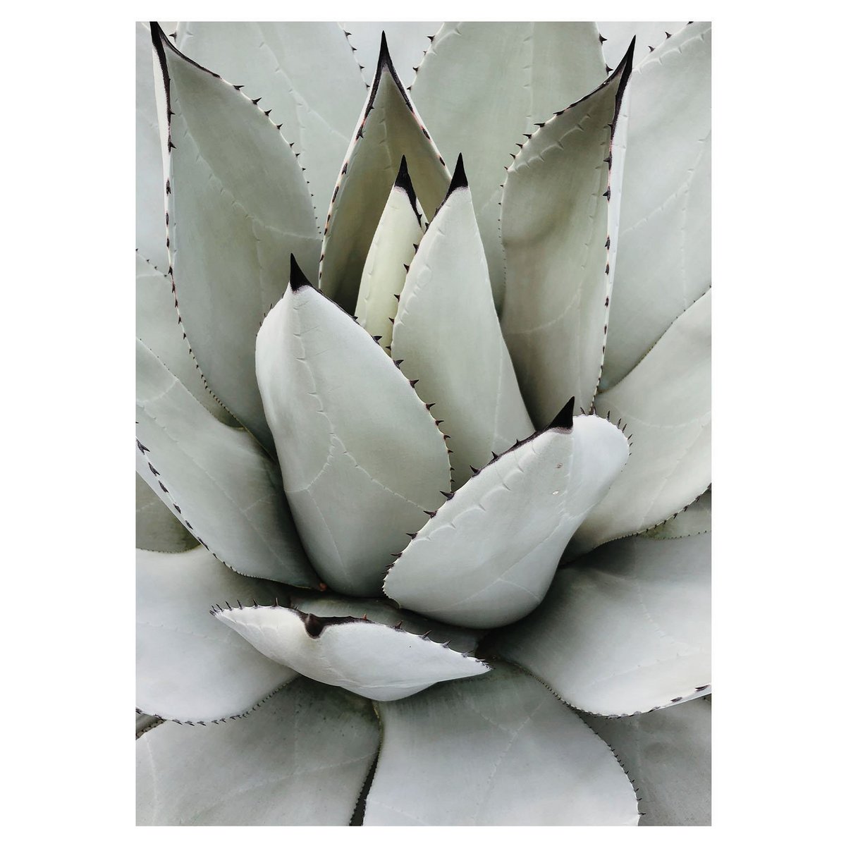 Botany No3