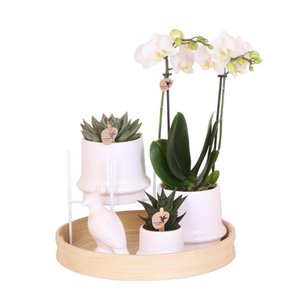 Kolibri-Unternehmen | Geschenkset Inner Retreat| Pflanzenset mit weißer Phalaenopsis-Orchidee und Sukkulenten inkl. dekorativen Keramiktöpfen