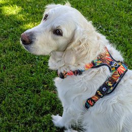 Tropical Y Comfort Harness