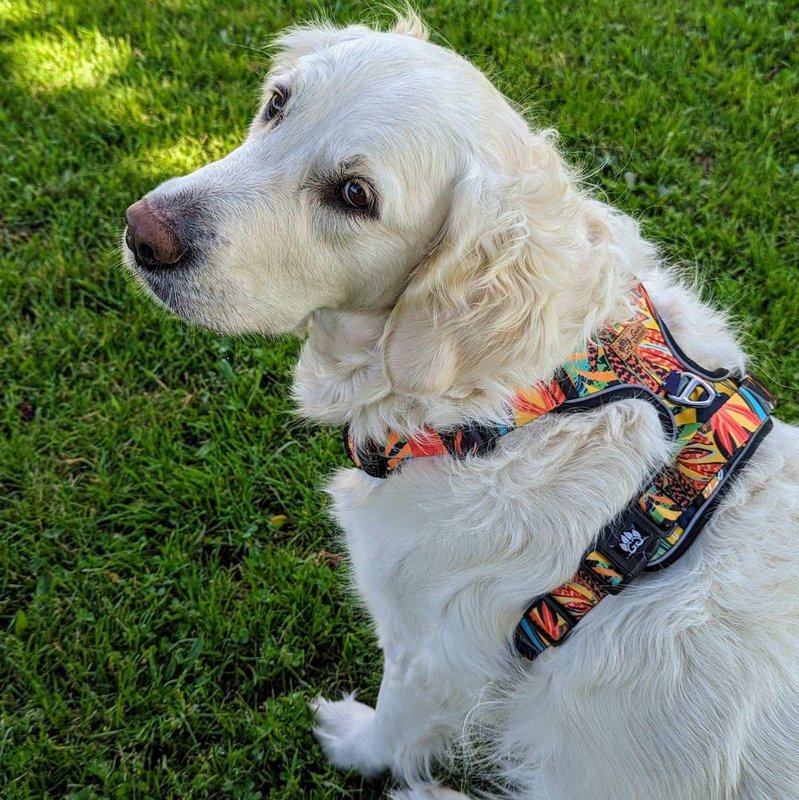 Tropical Y Comfort Harness