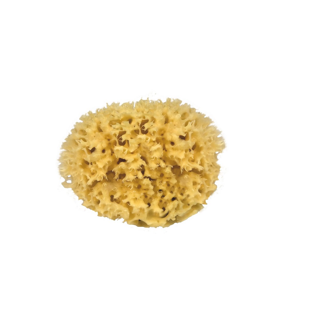 Natural sea sponge for bath and baby