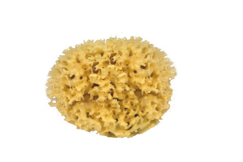 Éponge de mer naturelle pour bain et bébé