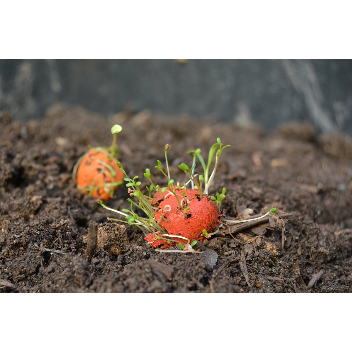 Seedbombs – śródziemnomorski smak