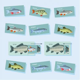 Der hübsche Fisch