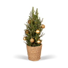 Picea glauca conica - ø21cm - ↕80 cm - guld - Ø21 - ↨80 cm