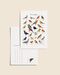 Garden birds illustrated card, colorful bird species chart, nature educational design, blank greeting card.