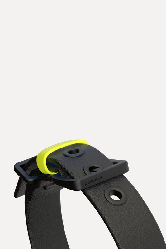 Dog collar C01