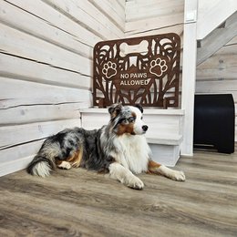 Freistehender Holztor, Innenbarriere für Hunde