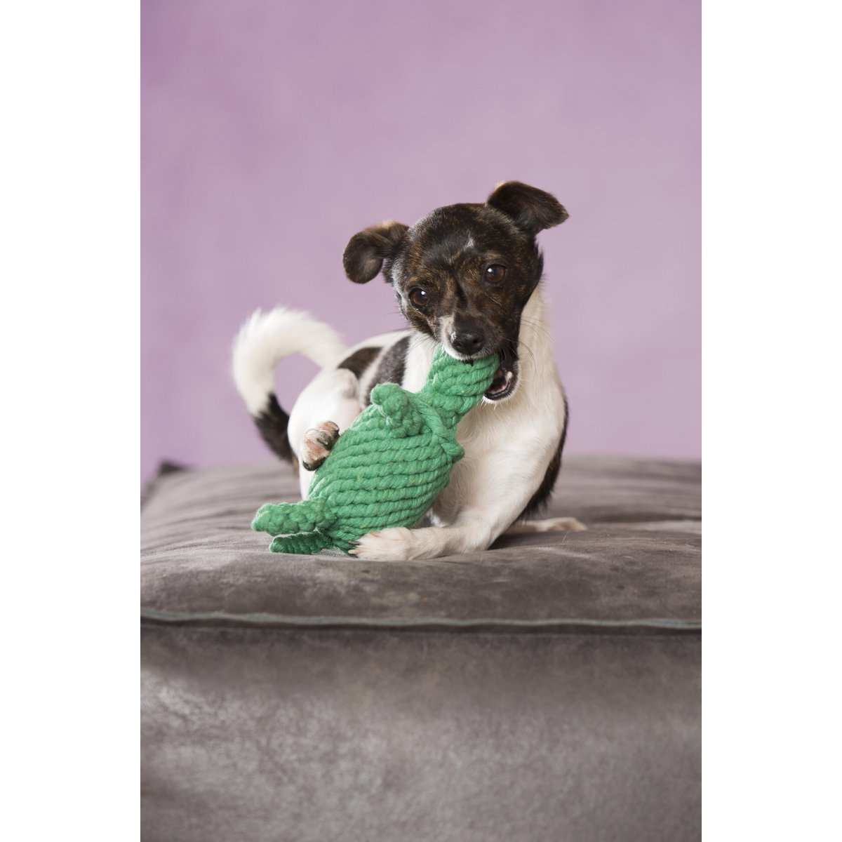 Tina Turtle - giocattolo cult per cani