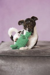 Tina Turtle - kultlegetøj til hunde