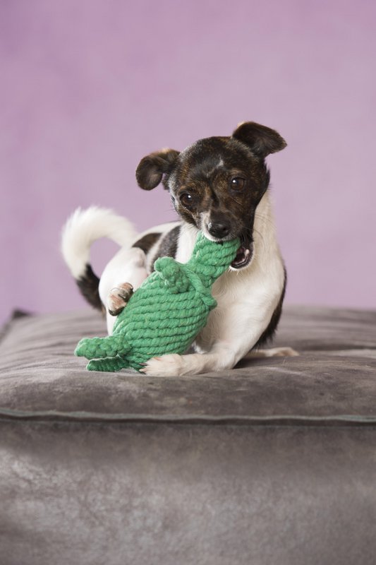 Tina Turtle - kultlegetøj til hunde