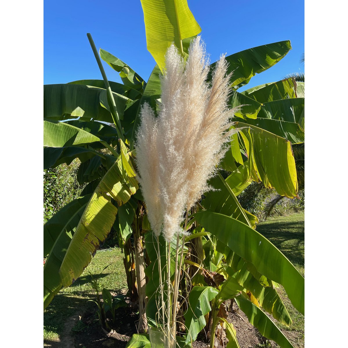 Pastos Naturales De La Pampa X10