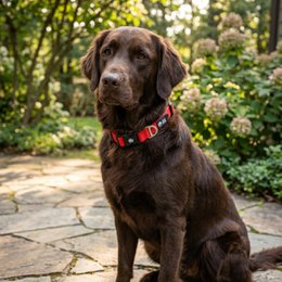 Waterproof collar Red