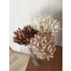 White lagurus dried flower bouquet