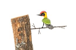 ZIMBA-ARTS PIC VERT EN MÉTAL À COLLER SUR L'ARBRE