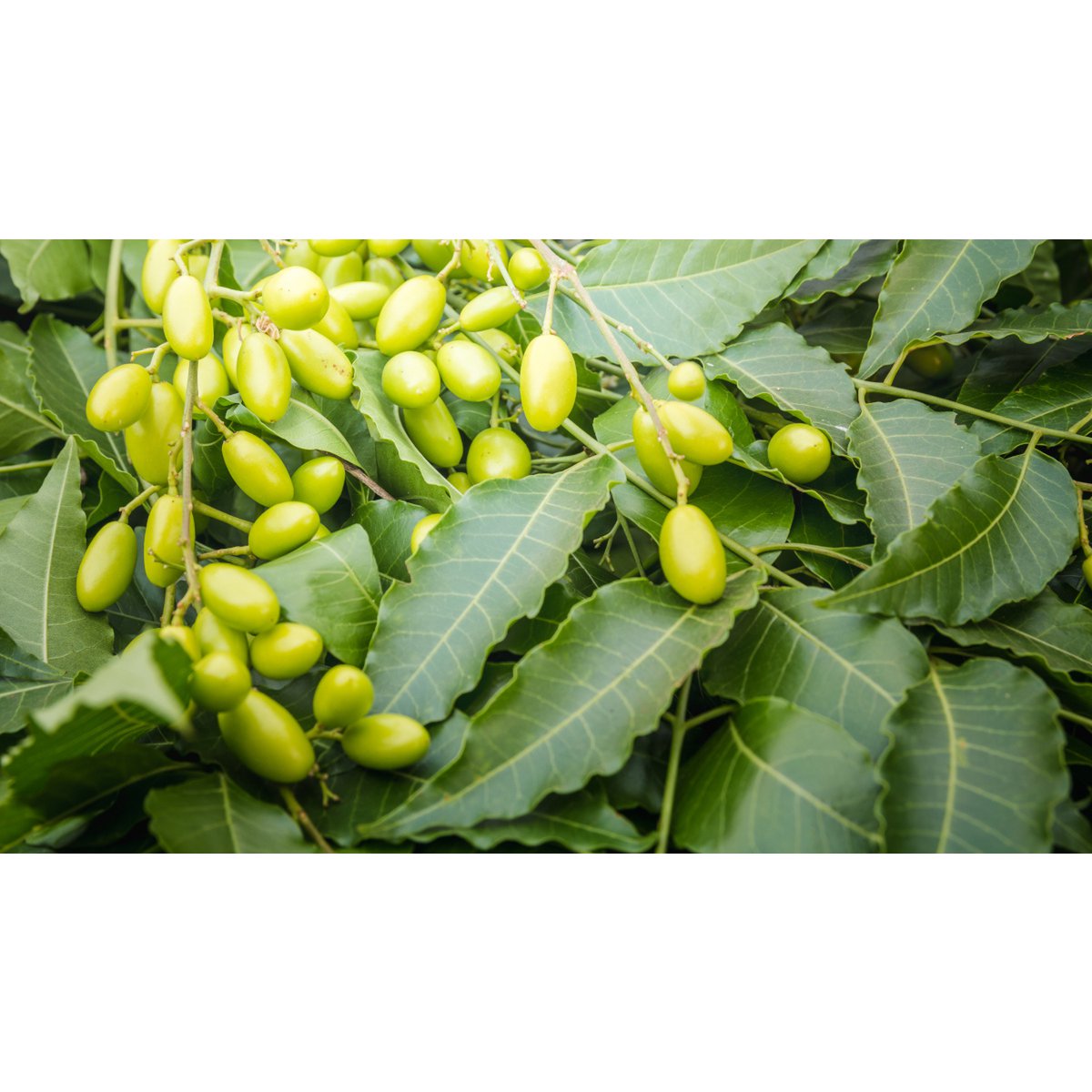 Neem Oil 1 Liter