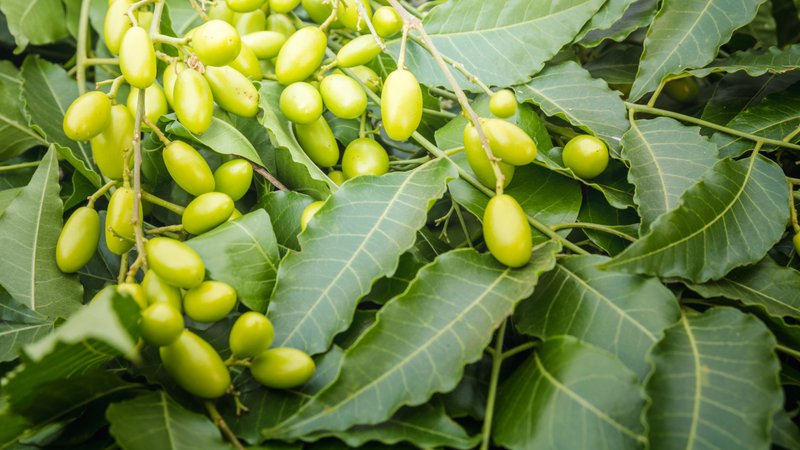 Neem Oil 1 Liter