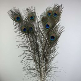 Peacock feathers