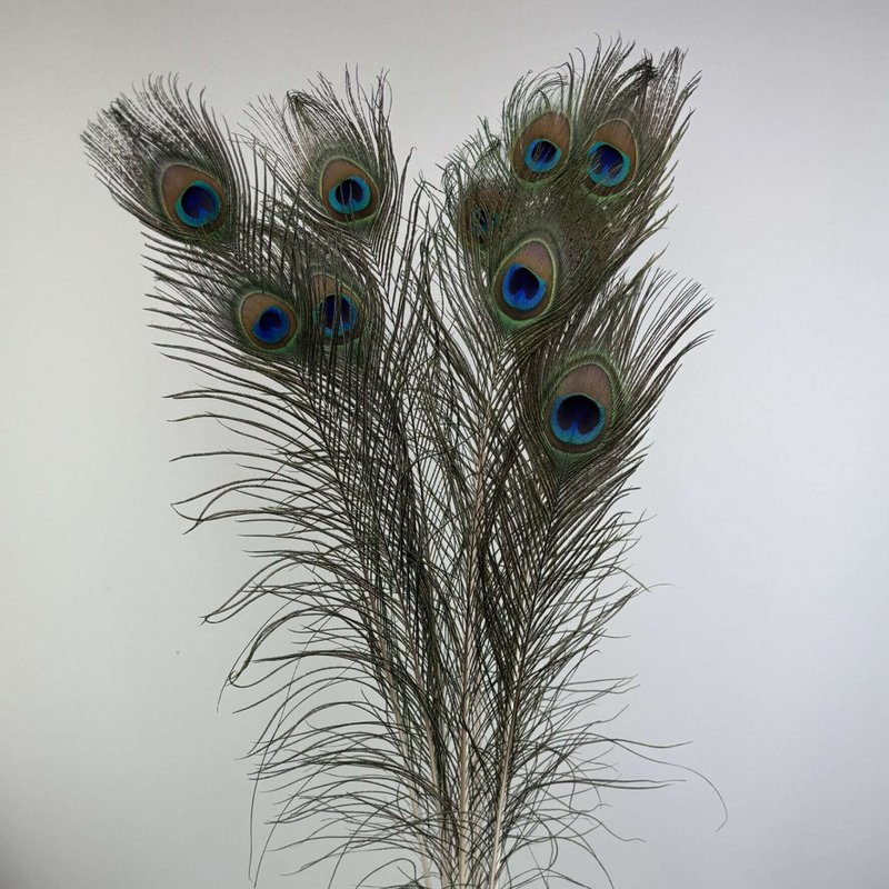 Peacock feathers