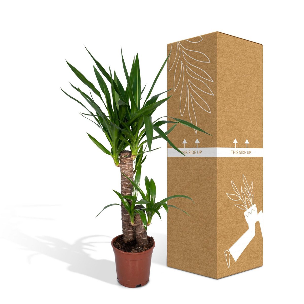 Yucca Elephantipes - Palm Lily - Ø17cm - ↕85cm
