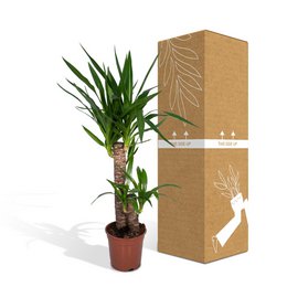 Yucca Elephantipes - Palm Lily - Ø17cm - ↕85cm