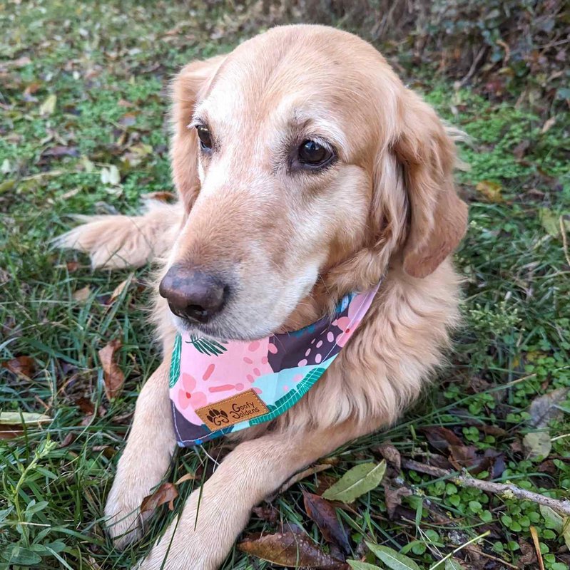Cactus dog bandana