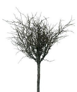 TWIG BRANCH          1PC      BROWN