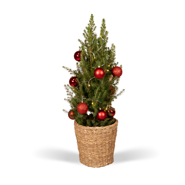 Picea Glauca Conica - Ø21cm - ↕80cm - Red - Ø21 - ↨80cm