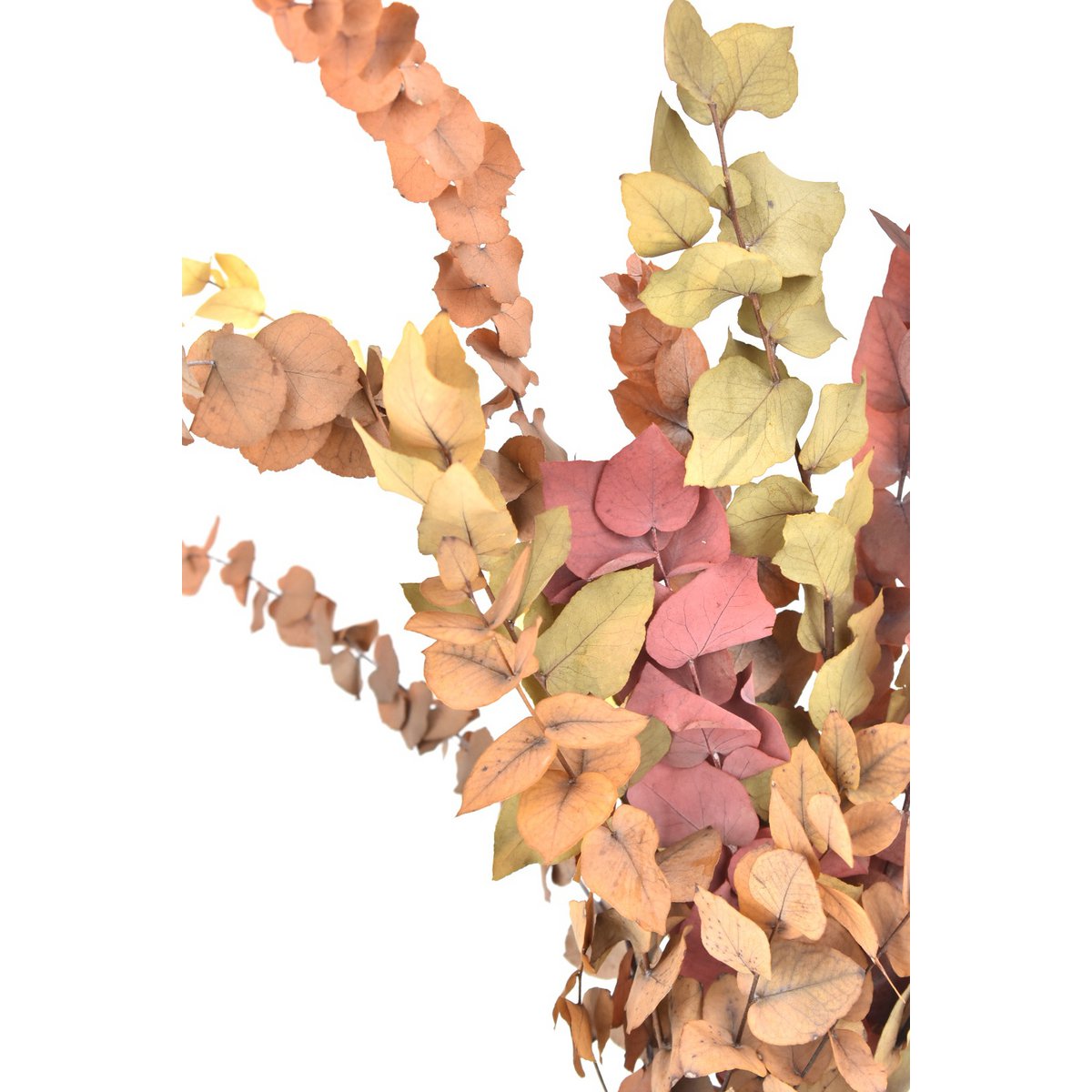 Eucalyptus - Mélange d'automne - fleurs séchées