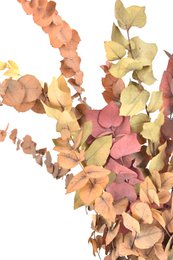 Eucalyptus - Autumn Mix - dried flowers