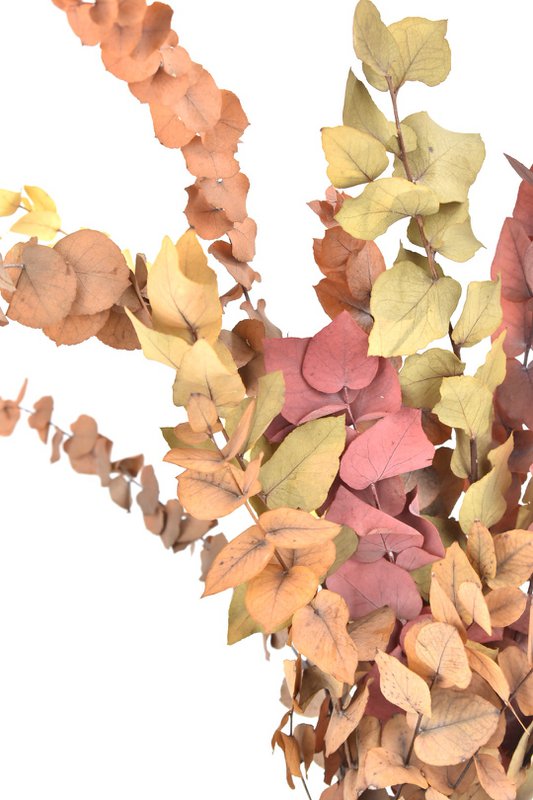 Eucalyptus - Autumn Mix - dried flowers