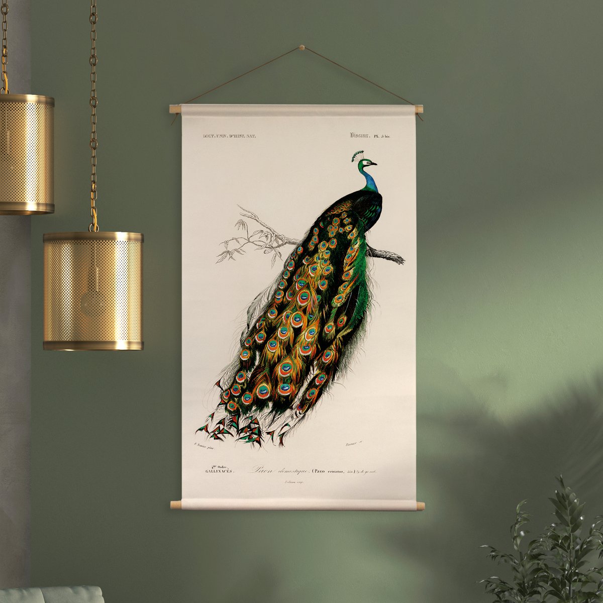Póster textil con cordón de cuero - Ilustración Pauw D'Orbigny 65x45 cm - tela de pared