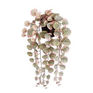Ceropegia woodii hangend in pot roze