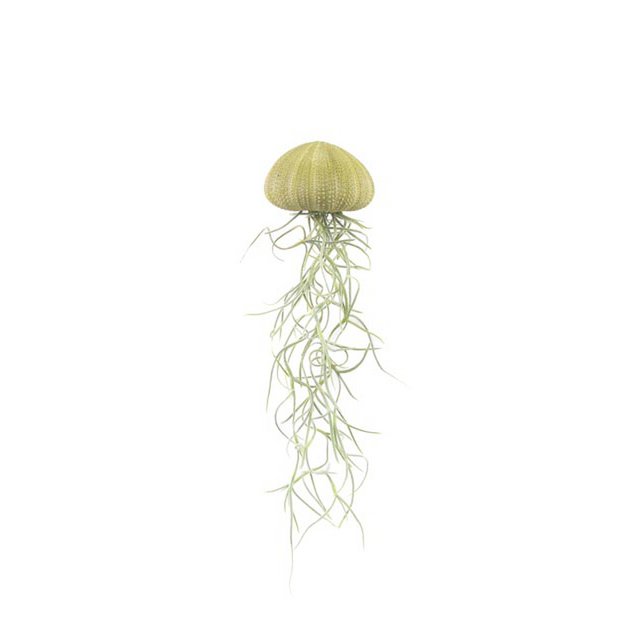 Air Plant-Anhänger-Sea-Regent