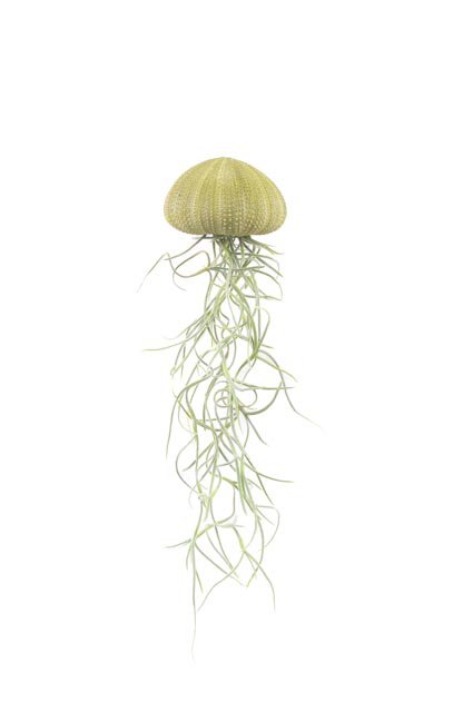  Luchtplantje hanger – zee-egel met tillandsia – naturel – medium