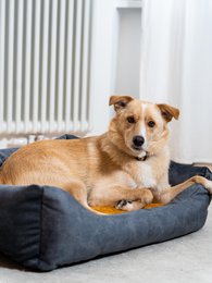 Cuccia per cani e gatti Rexproduct Softcolor – grafite/multicolore