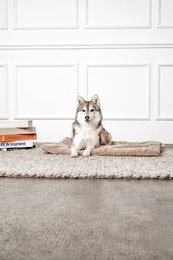 Hundedecke Emma Beige (vegansk)