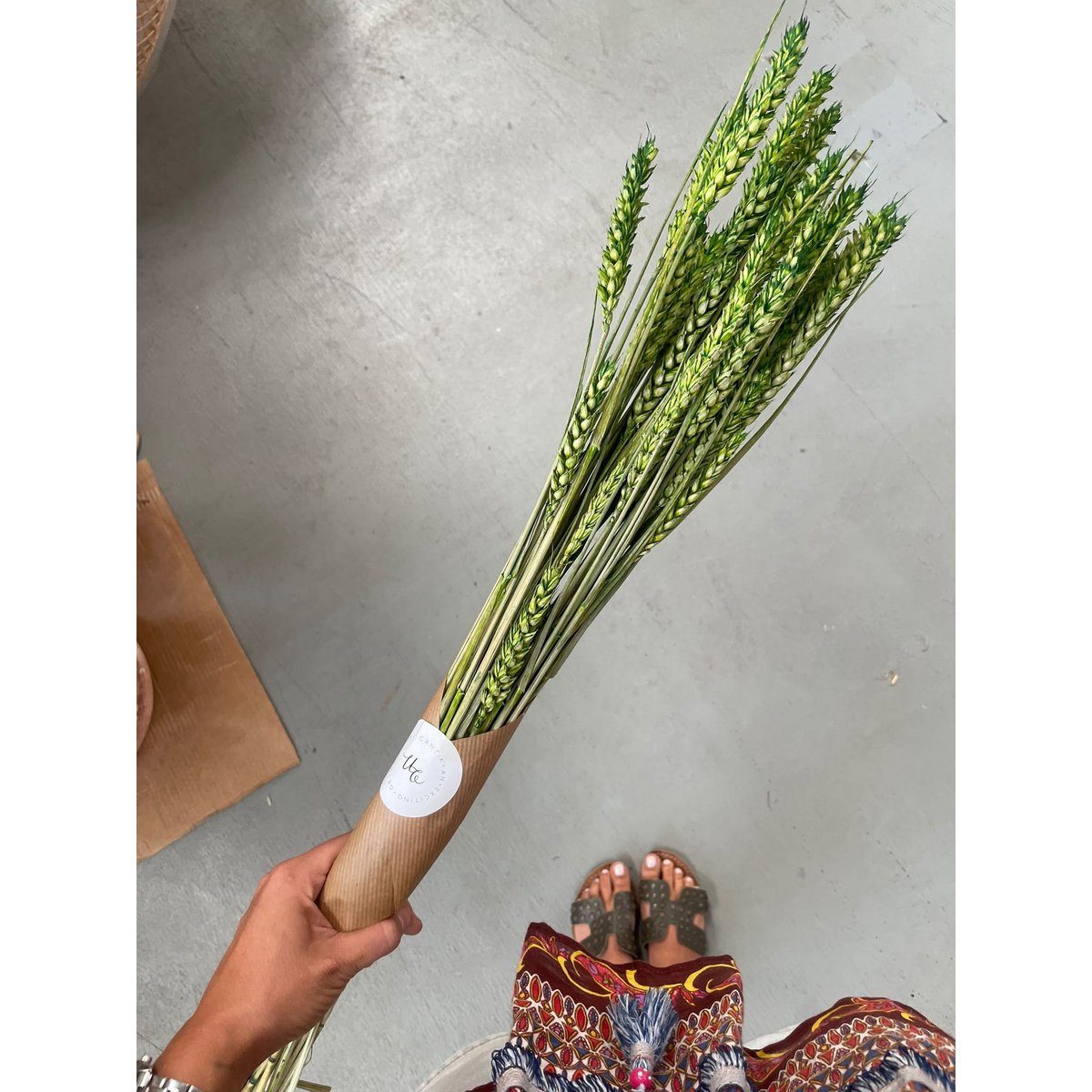Wheat Green Dried Flowers