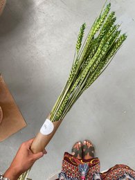 Wheat Green Dried Flowers