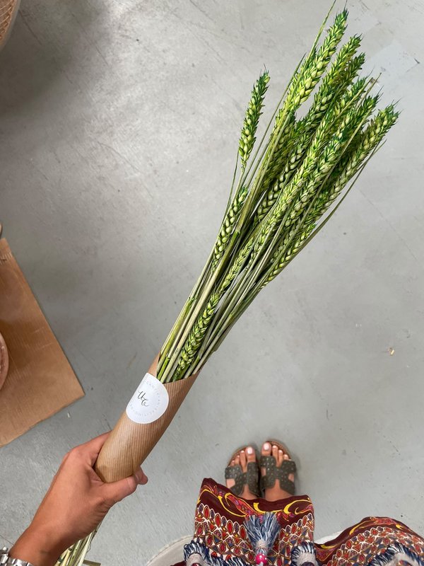 Wheat Green Dried Flowers