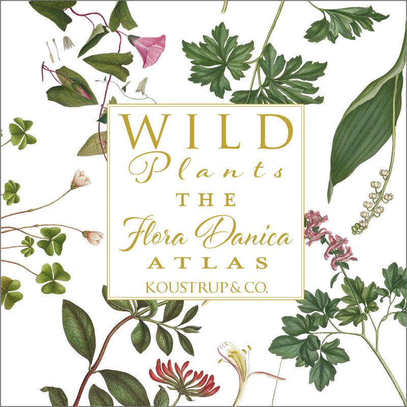 The Flora Danica Atlas - Wild plants - Square card folder