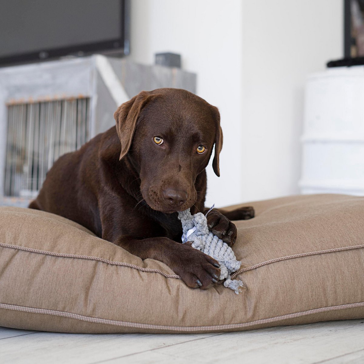 Elton Elephant - jouet culte pour chiens