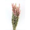 Delphinium - delphinium - pink - dried flowers
