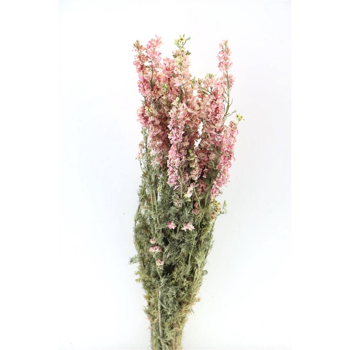 Delphinium - delphinium - rose - fleurs séchées